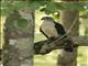 Gray-headed Kite (Leptodon cayanensis)