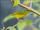 Fulvous-vented Euphonia (Euphonia fulvicrissa) - Female