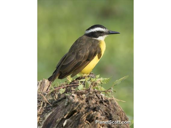 Lesser Kiskadee (Philohydor lictor)