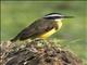 Lesser Kiskadee (Pitangus lictor)