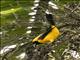 Yellow-backed Oriole (Icterus chrysater)