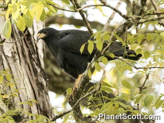 Great Black-Hawk (Buteogallus urubitinga)