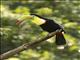 Keel-billed Toucan (Ramphastos sulfuratus)