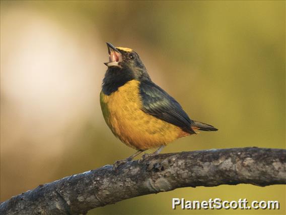 Fulvous-vented Euphonia (Euphonia fulvicrissa)