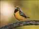 Fulvous-vented Euphonia (Euphonia fulvicrissa) - Male