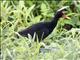 Wattled Jacana (Jacana jacana)