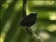 Blue-crowned Manakin (Lepidothrix coronata)