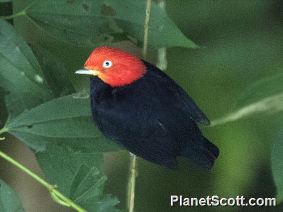 Red-capped Manakin (Ceratopipra mentalis)