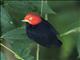 Red-capped Manakin (Ceratopipra mentalis)