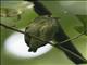 Red-capped Manakin (Ceratopipra mentalis) - Female