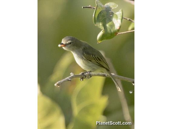 Mistletoe Tyrannulet (Zimmerius parvus)