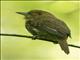 White-whiskered Puffbird (Malacoptila panamensis)