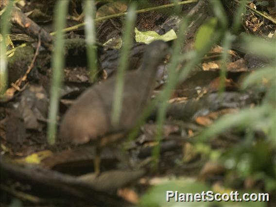 Little Tinamou (Crypturellus soui)