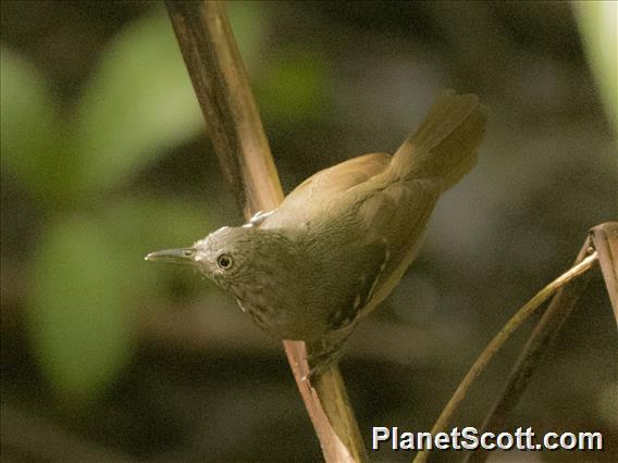 Checker-throated Stipplethroat (Epinecrophylla fulviventris)