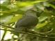 Gray-chested Dove (Leptotila cassinii)