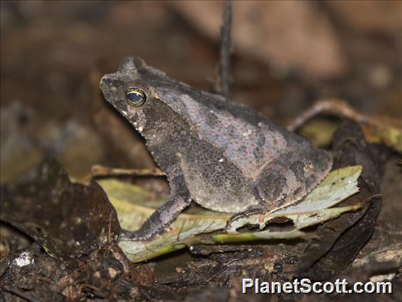 Forest Toad (Rhinella alata)