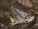 Forest Toad (Rhinella alata)