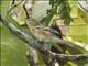 Bay-breasted Warbler (Setophaga castanea)