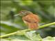 Barred Antshrike (Thamnophilus doliatus) - Female