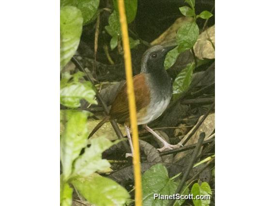 White-bellied Antbird (Myrmeciza longipes)