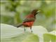 Crimson-backed Tanager (Ramphocelus dimidiatus)