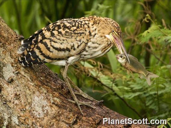 Rufescent Tiger-Heron (Tigrisoma lineatum)