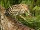 Rufescent Tiger-Heron (Tigrisoma lineatum)