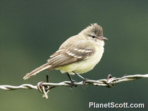 Southern Beardless-Tyrannulet (Camptostoma obsoletum)