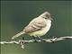 Southern Beardless-Tyrannulet (Camptostoma obsoletum)