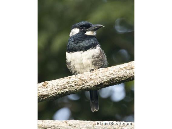 Black-breasted Puffbird (Notharchus pectoralis)