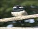 Black-breasted Puffbird (Notharchus pectoralis)