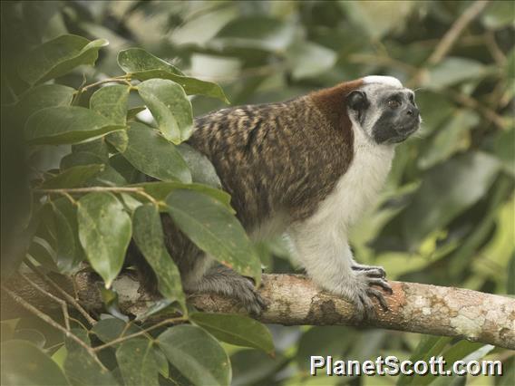 Geoffroy's Tamarin (Saguinus geoffroyi)