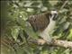 Geoffroys Tamarin (Saguinus geoffroyi)