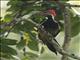 Lineated Woodpecker (Dryocopus lineatus)