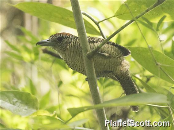 Fasciated Antshrike (Cymbilaimus lineatus)