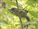 Fasciated Antshrike (Cymbilaimus lineatus) - Female