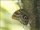 Owl Butterfly (Caligo ssp)