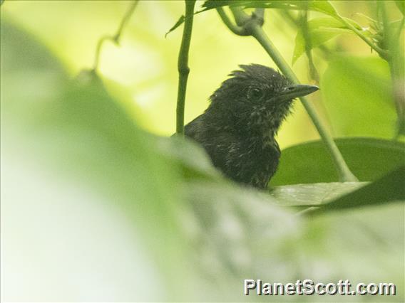 Jet Antbird (Cercomacra nigricans)