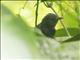 Jet Antbird (Cercomacra nigricans)