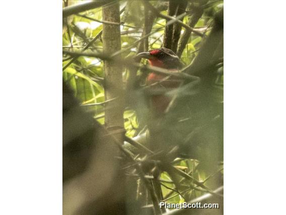 Rosy Thrush-Tanager (Rhodinocichla rosea)