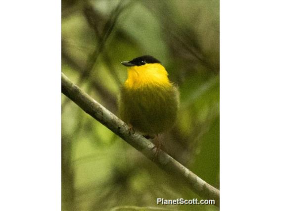 Golden-collared Manakin (Manacus vitellinus)