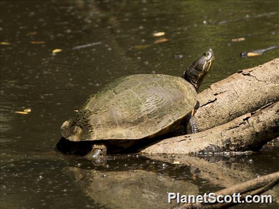 Mesoamerican Slider (Trachemys scryta)