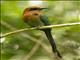 Broad-billed Motmot (Electron platyrhynchum)