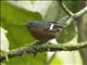 Dot-winged Antwren (Microrhopias quixensis) - Female