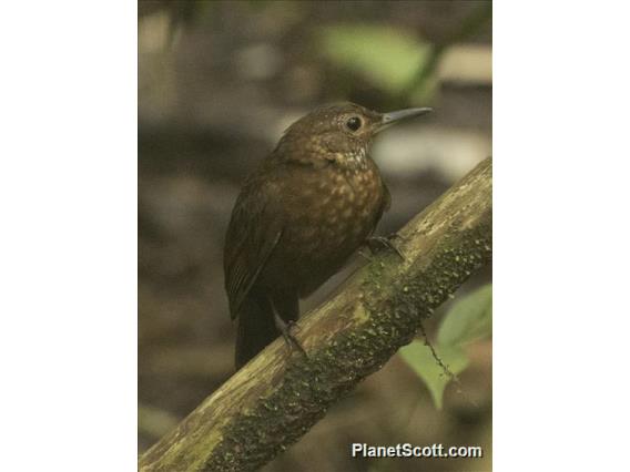 Scaly-throated Leaftosser (Sclerurus guatemalensis)