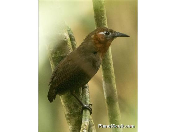 Song Wren (Cyphorhinus phaeocephalus)