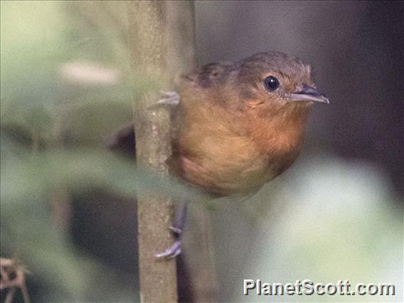 Dusky Antbird (Cercomacroides tyrannina)