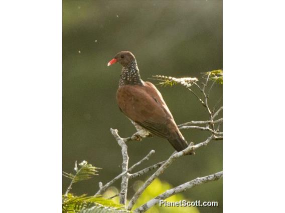 Scaled Pigeon (Patagioenas speciosa)