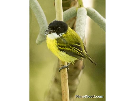 Black-headed Tody-Flycatcher (Todirostrum nigriceps)