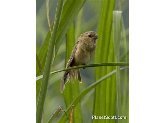 Ruddy-breasted Seedeater (Sporophila minuta)